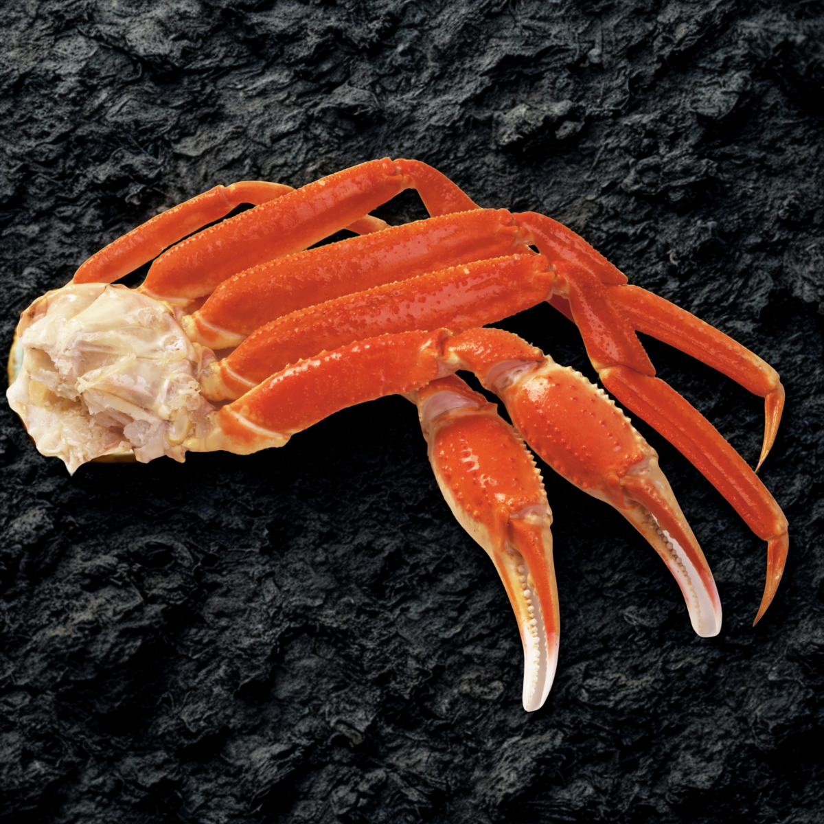 SNOW CRAB